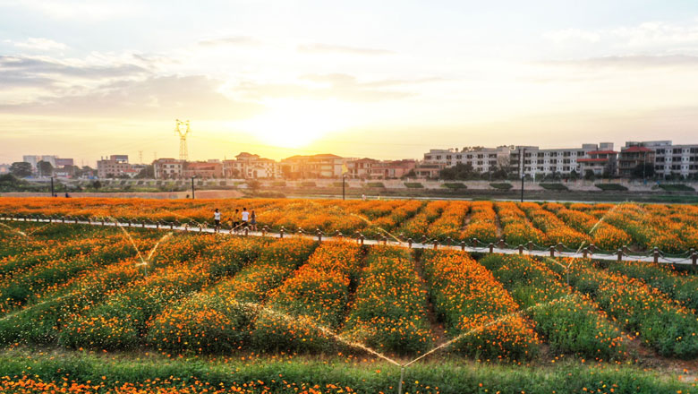 你闻，这里的冬日也可花香满城